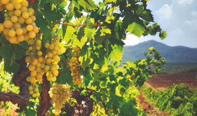 Tohumdan Kadehe Sürdürülebilirlik