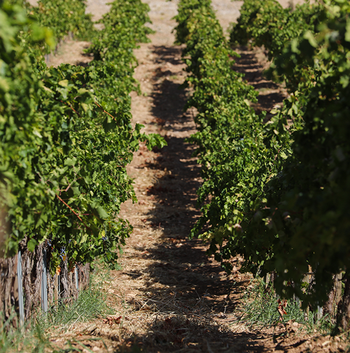 Yeni Nesil Çiftçilik Projesi
