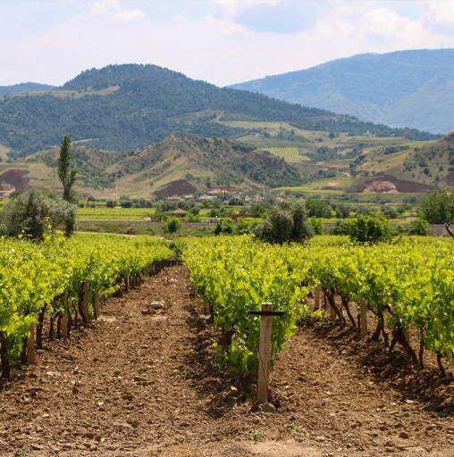 Manisa Şahyar Damla Sulama Projesi
