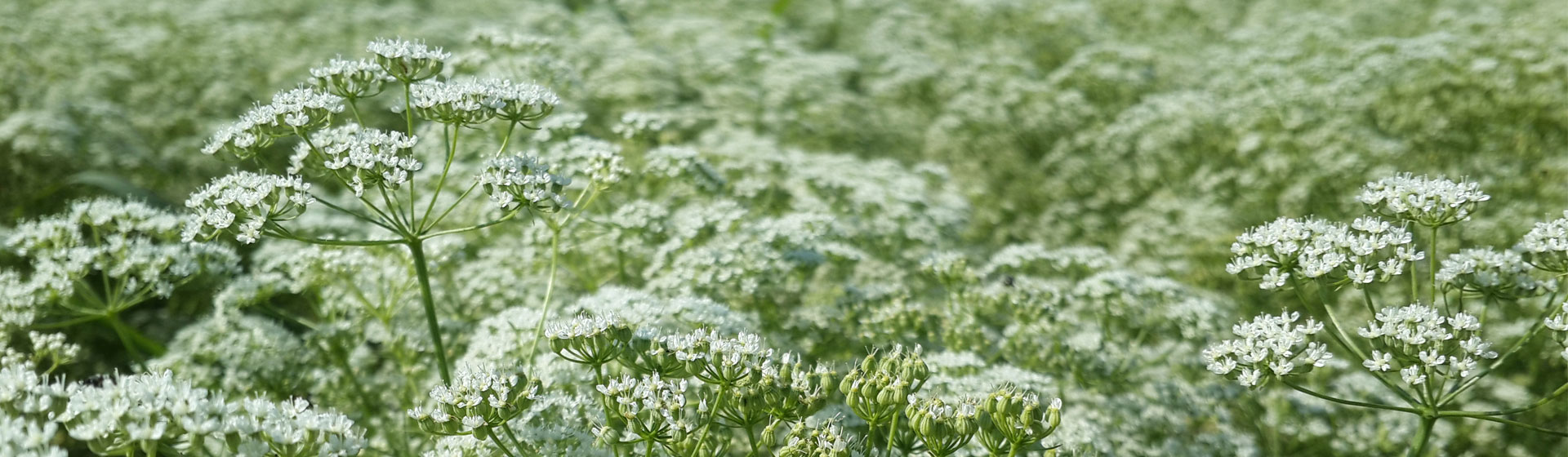 Ekosistem Hero Image