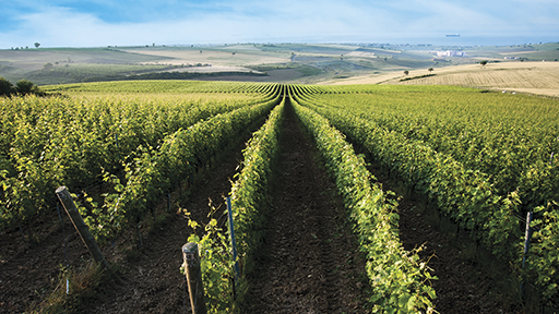 Sürdürülebilirlik Genel Bakış